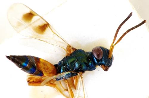 Réf. 238 203 : Trigonoderus pedicellaris